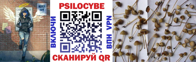Купить закладки  Волхов  Галлюциногенные грибы мицелий 
